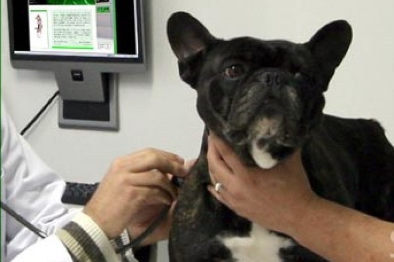 1ª Campanha de doação de sangue do hospital veterinário Intensivita 5