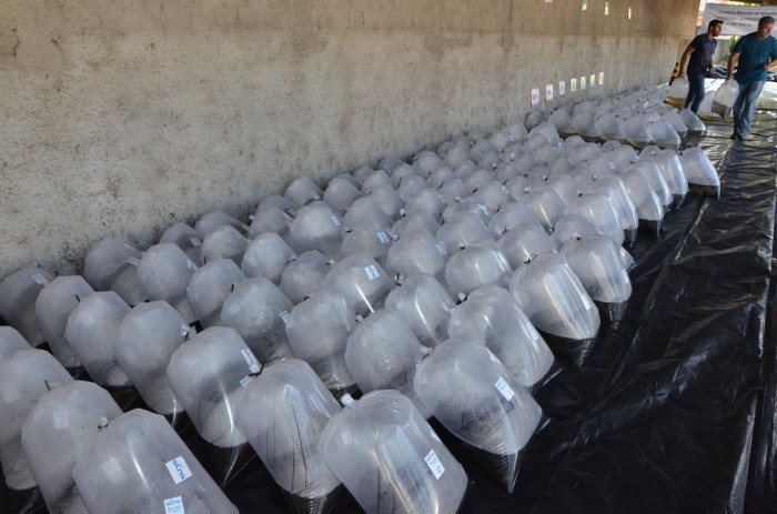 Prefeitura e Bahia Pesca entregam 200 mil alevinos para a agricultura familiar 6