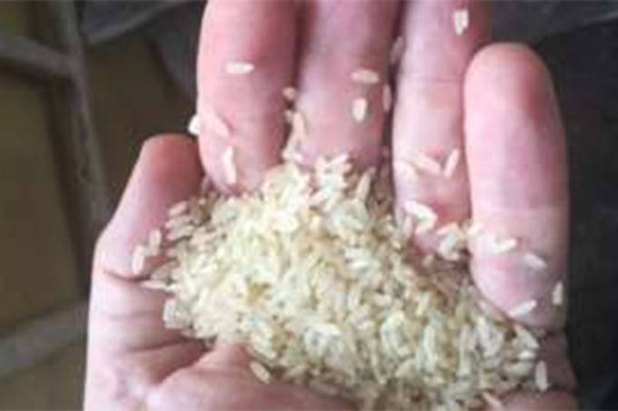 Anvisa proíbe lote de arroz por encontrar fezes e pelo de roedor 11