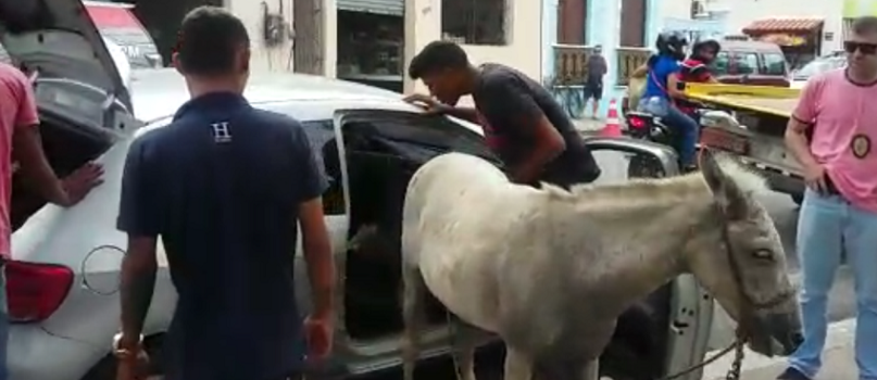 QUE LOUCURA: Indo trocar por bode, homens são detidos transportando burro em carro de passeio; Veja vídeo 5