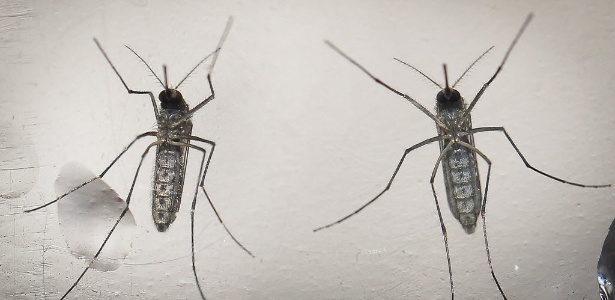 Chikungunya provoca doenças vasculares irreversíveis em pacientes, revela pesquisa 5
