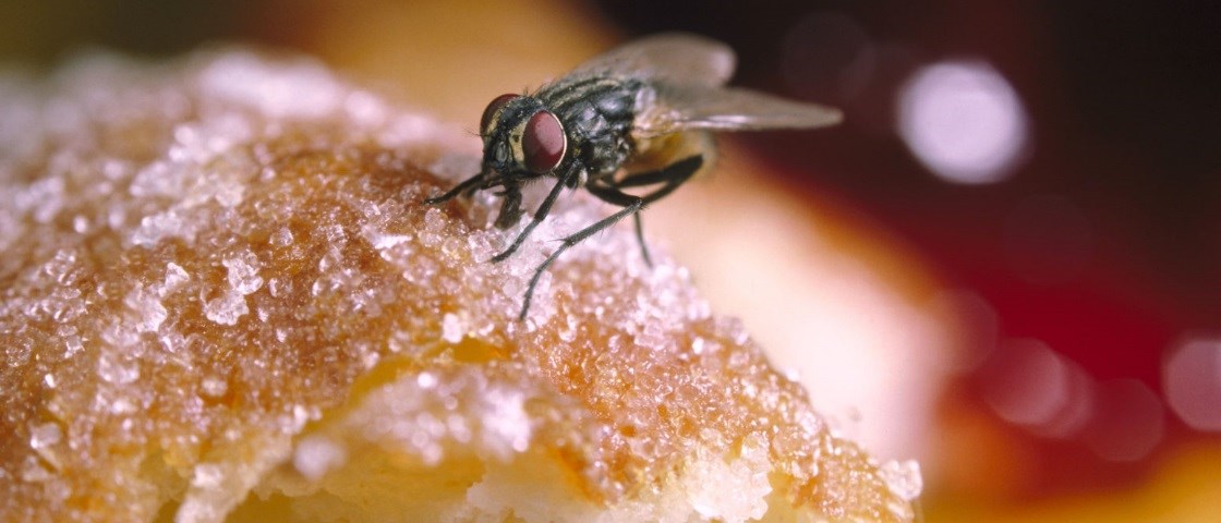 Uma mosca pousa na comida – e agora? Continuar comendo ou jogar tudo fora? 5