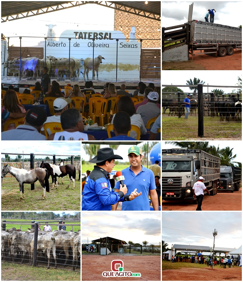 2º Leilão Fazendas Reunidas Cariri e Haras Cheval foi um sucesso 5