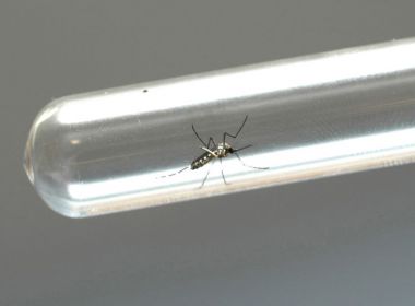 Mosquitos modificados em laboratório podem ajudar no combate a dengue e zika 5