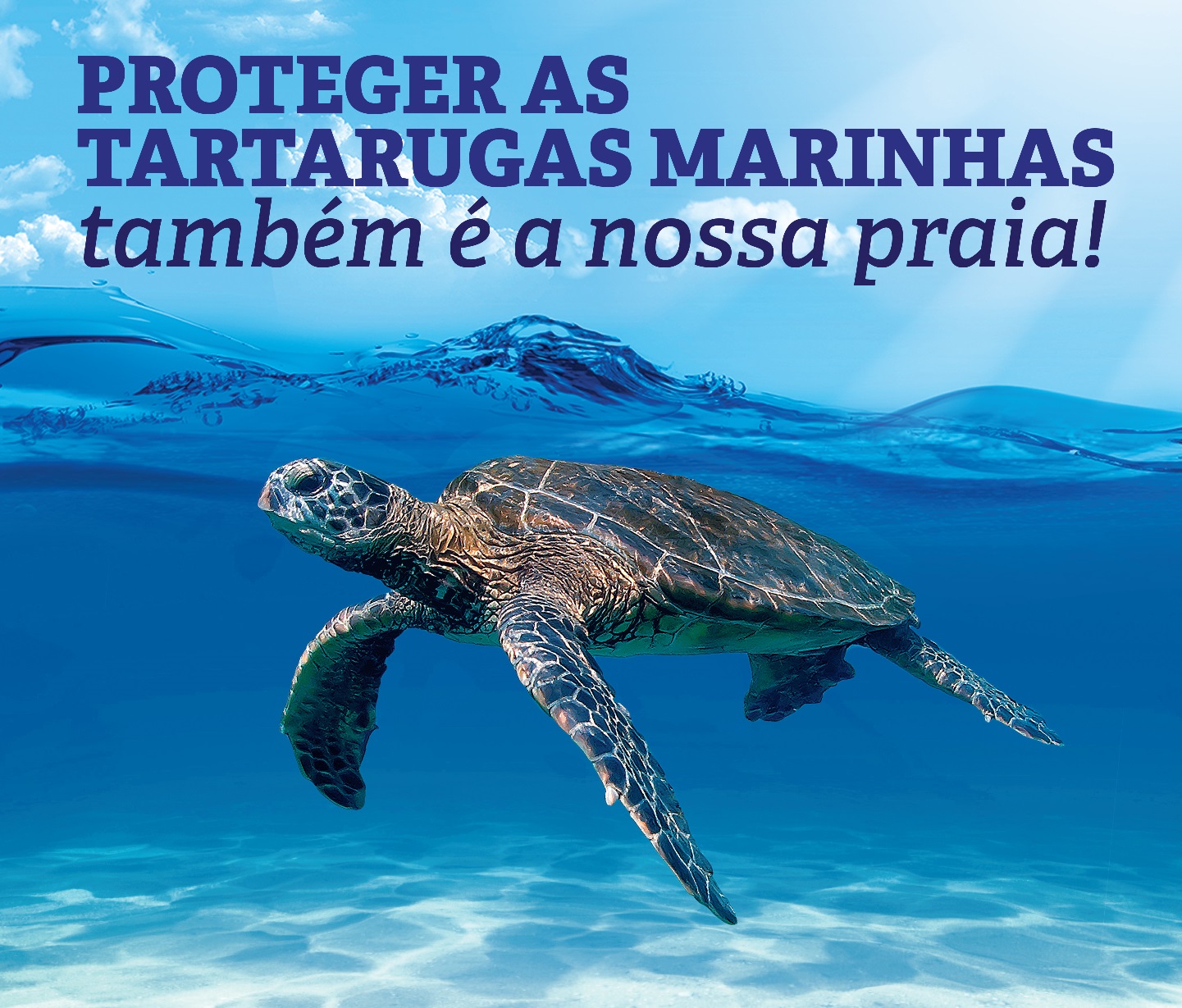 Monitoramento das tartarugas marinhas no Sul da Bahia apresenta um dos maiores registros de atividades reprodutivas da espécie 5