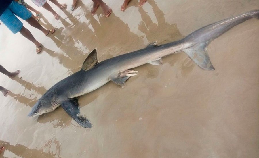 Bahia: Tubarão É Encontrado Morto Em Praia 5