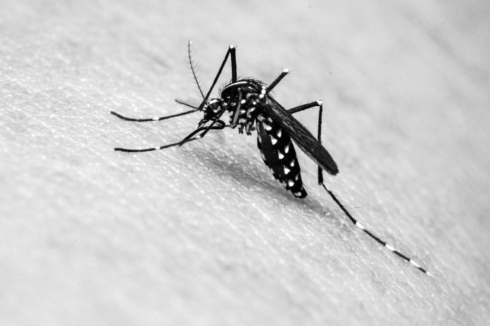 Produto que mata as larvas do Aedes aegypti é lançado no Brasil 21