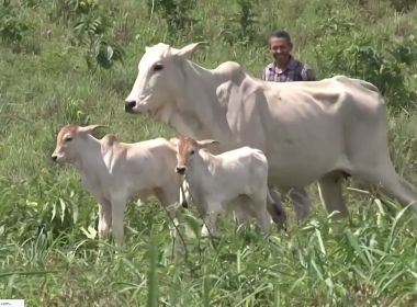 Baianópolis: Vaca dá à luz bezerros gêmeos; caso ocorre 1 em 200 mil nascimentos 5
