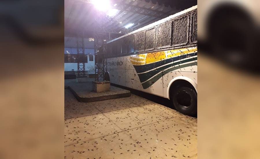 Infestação de insetos deixam moradores assustados na Bahia; Veja o vídeo 5