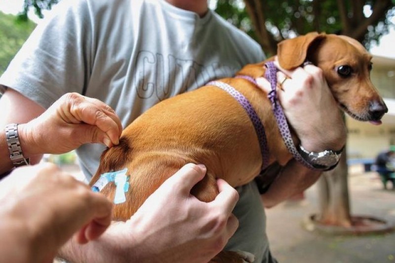 Vacinação antirrábica para cães e gatos acontece sábado em Itabela 5