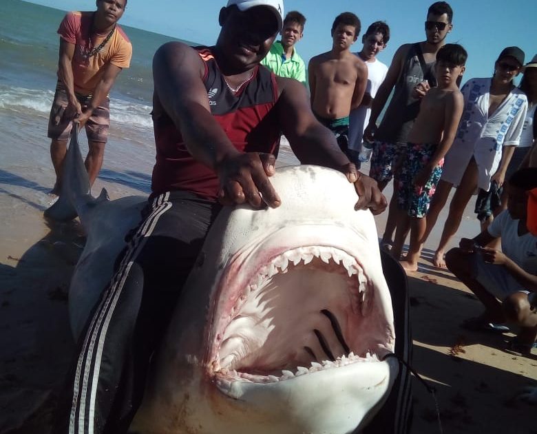 Tubarão é capturado em praia de Prado; veja o vídeo 5