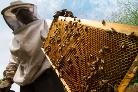Mais de 50 pessoas sofrem ataque de abelhas durante missa 5