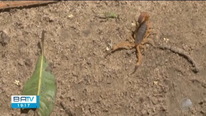 Eunápolis tem 176 casos de ataques de escorpiões no ano 5
