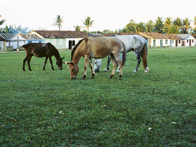 Revista J.P volta no tempo e mostra uma Trancoso de hippies e muita lama 4