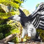 Projeto de observação de aves será implantado em Porto Seguro 22