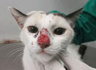 Micose que provoca morte de gatos pode atingir humanos; casos aumentam no Rio 8