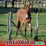 Milhares de cavaleiros e amazonas participam da 17ª Cavalgada do Boinha em Canavieiras 260