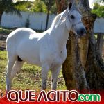 Milhares de cavaleiros e amazonas participam da 17ª Cavalgada do Boinha em Canavieiras 625