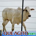 2º Leilão Fazendas Reunidas Cariri e Haras Cheval foi um sucesso 139