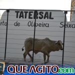 2º Leilão Fazendas Reunidas Cariri e Haras Cheval foi um sucesso 261