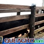 2º Leilão Fazendas Reunidas Cariri e Haras Cheval foi um sucesso 352