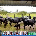 2º Leilão Fazendas Reunidas Cariri e Haras Cheval foi um sucesso 105