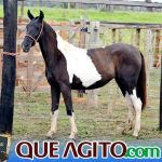 2º Leilão Fazendas Reunidas Cariri e Haras Cheval foi um sucesso 242