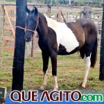 2º Leilão Fazendas Reunidas Cariri e Haras Cheval foi um sucesso 245