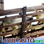 2º Leilão Fazendas Reunidas Cariri e Haras Cheval foi um sucesso 110