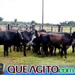 2º Leilão Fazendas Reunidas Cariri e Haras Cheval foi um sucesso 214
