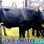 2º Leilão Fazendas Reunidas Cariri e Haras Cheval foi um sucesso 341