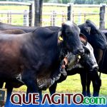 2º Leilão Fazendas Reunidas Cariri e Haras Cheval foi um sucesso 333