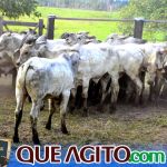 2º Leilão Fazendas Reunidas Cariri e Haras Cheval foi um sucesso 349