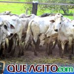 2º Leilão Fazendas Reunidas Cariri e Haras Cheval foi um sucesso 81