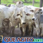2º Leilão Fazendas Reunidas Cariri e Haras Cheval foi um sucesso 38