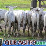 2º Leilão Fazendas Reunidas Cariri e Haras Cheval foi um sucesso 190