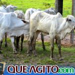 2º Leilão Fazendas Reunidas Cariri e Haras Cheval foi um sucesso 21