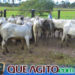 2º Leilão Fazendas Reunidas Cariri e Haras Cheval foi um sucesso 288