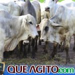 2º Leilão Fazendas Reunidas Cariri e Haras Cheval foi um sucesso 132