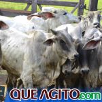 2º Leilão Fazendas Reunidas Cariri e Haras Cheval foi um sucesso 204