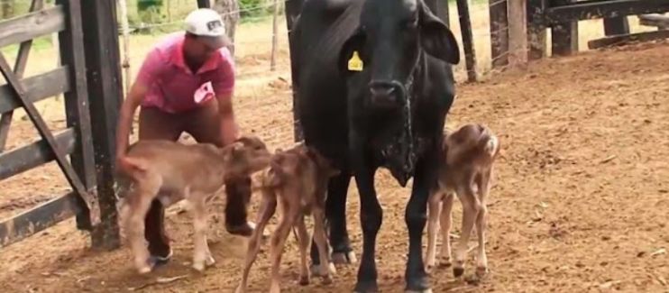 POÇÕES: Vaca dá à luz três bezerros na Bahia; Caso raro ocorre a cada 100 mil gestações 99