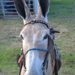 9ª Grande Cavalgada Na Terra do Forró reúne milhares de cavaleiros e amazonas em Ibicuí 521