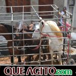 9ª Grande Cavalgada Na Terra do Forró reúne milhares de cavaleiros e amazonas em Ibicuí 733