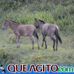 O Vaqueiro Cantador agita a 2ª Grande Cavalgada de Jacarecy 452