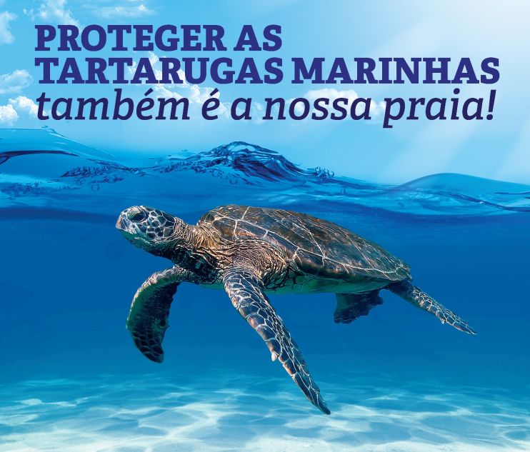Monitoramento das tartarugas marinhas no Sul da Bahia apresenta um dos maiores registros de atividades reprodutivas da espécie 4