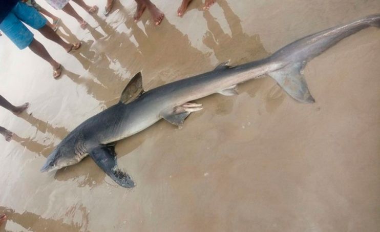 Bahia: Tubarão É Encontrado Morto Em Praia 8