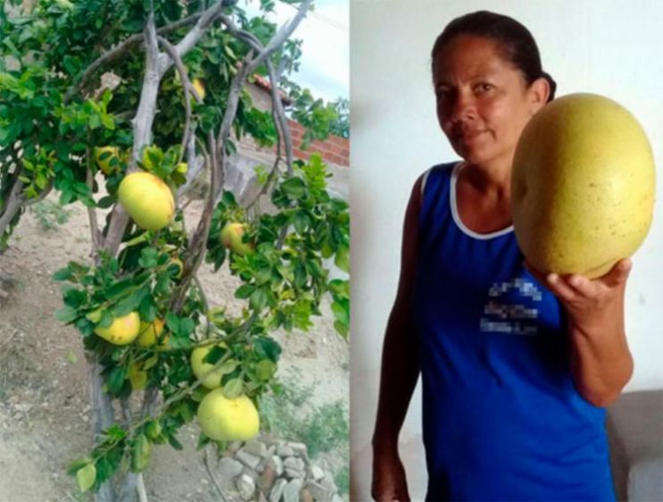 Laranjas gigantes de até 2 kg chamam atenção na Bahia 13