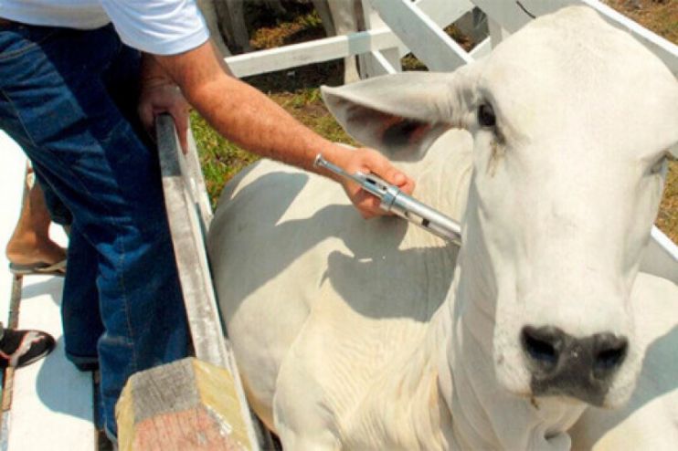 Produtores baianos devem vacinar contra Aftosa até 31 de maio Produtores baianos devem vacinar contra Aftosa até 31 de maio 13