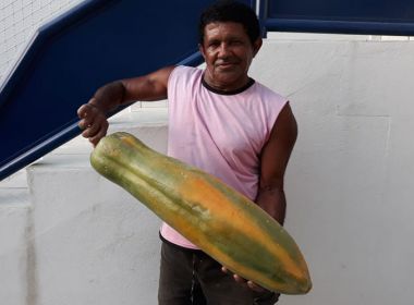 Livramento: Lavrador colhe mamão de quase 8 kg: 'fiquei impressionado' 12