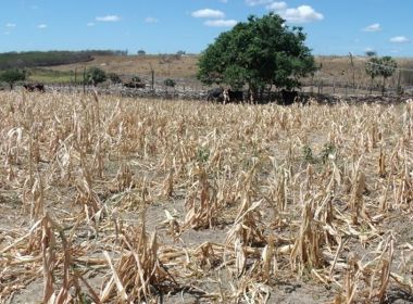 Novo Triunfo: Produtores que tiveram baixas em plantações vão receber benefício 103